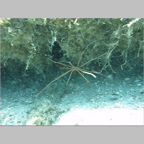 Dive Blue Heron 03-Apr-2010_MVI_900_SpyderCrab.AVI